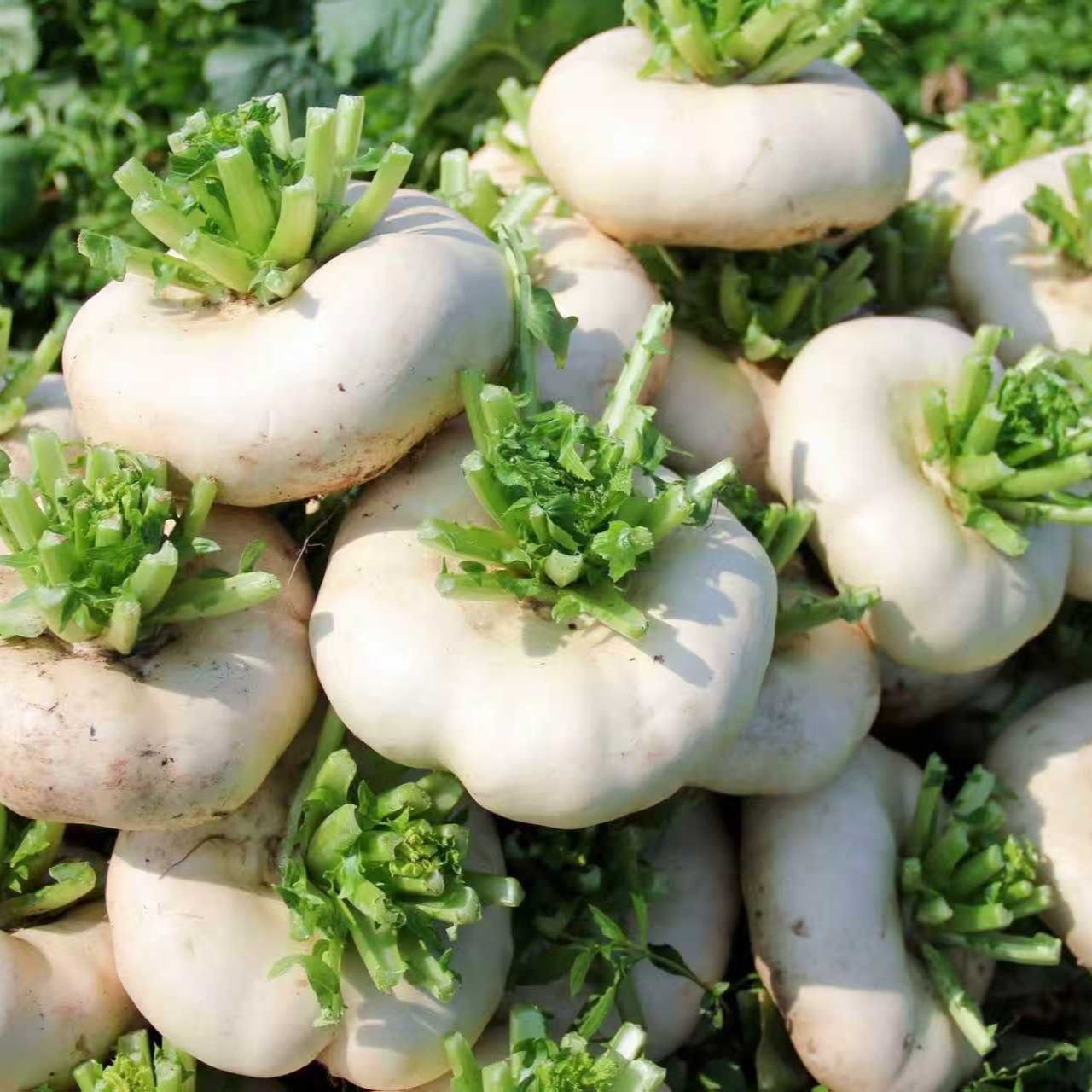 【老爸精选】台州玉环特产农家新鲜采摘盘菜食用鲜嫩四个