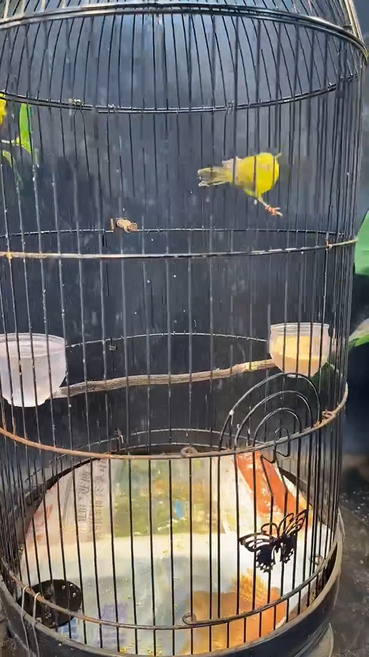 80号  大金黄养笼  0元起拍