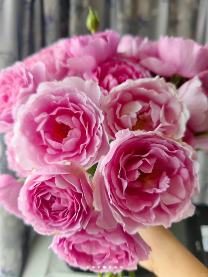 【楠桐玫瑰】樱奈 任拍三单及以上包顺空鲜切花10支装%20不售后