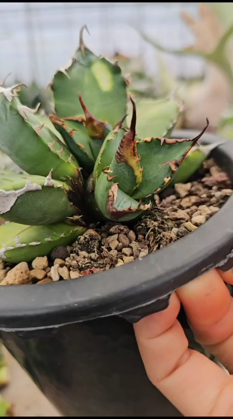 【蝰蛇】顶芽 (直播特价 下播结束 基因保证非组培)