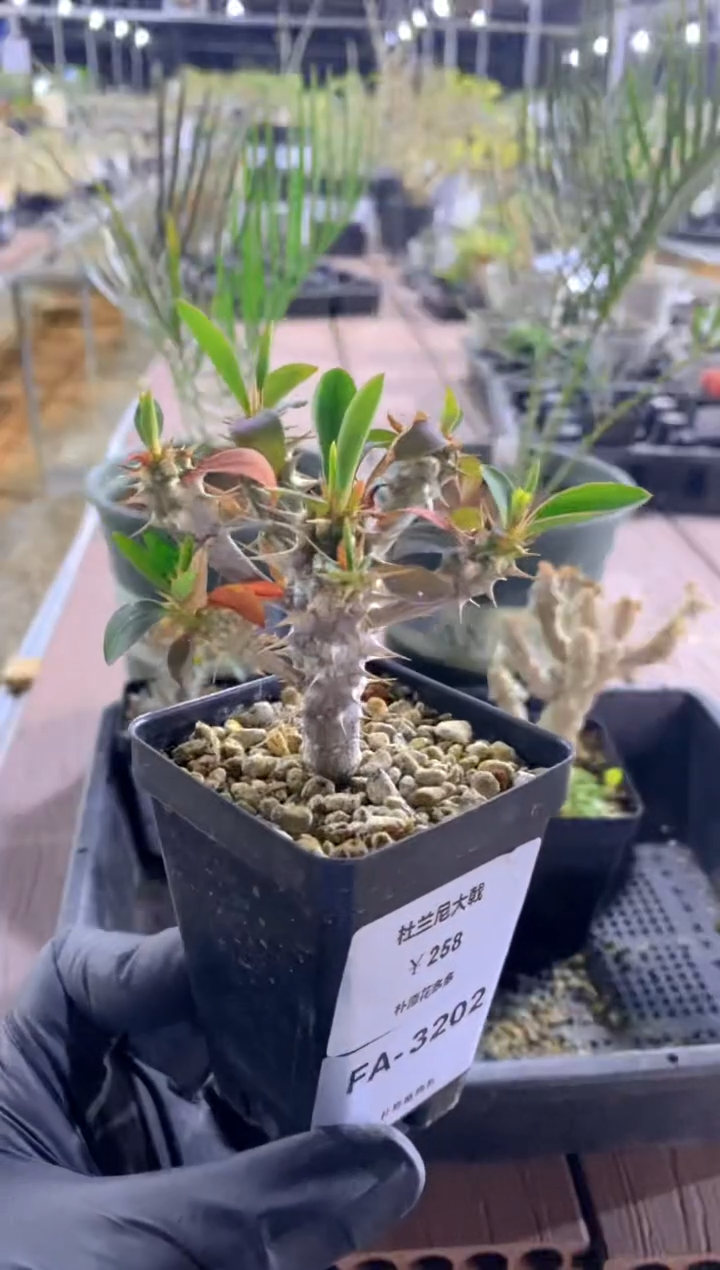 【闪购商品】杜兰尼FA-3202