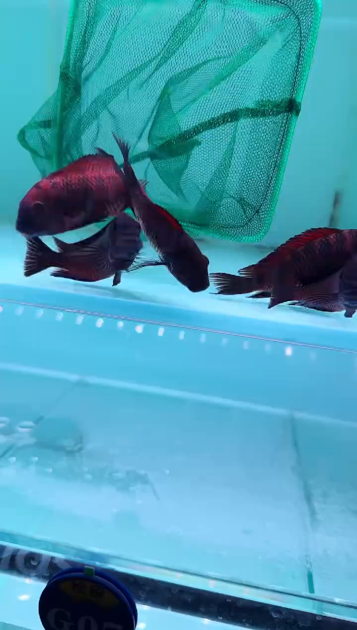 慈鲷鱼秦巴红火狐狸8-10cm一条