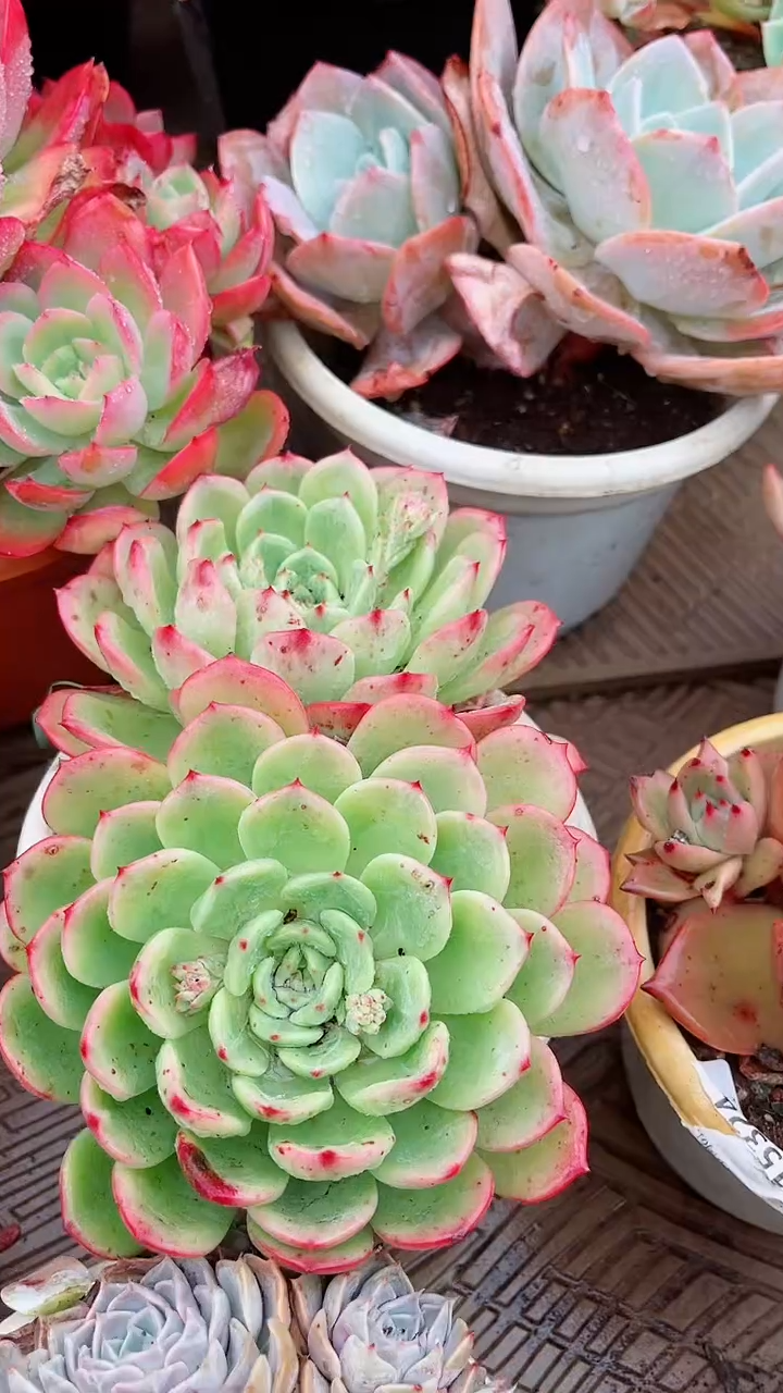 【闪购商品】16198