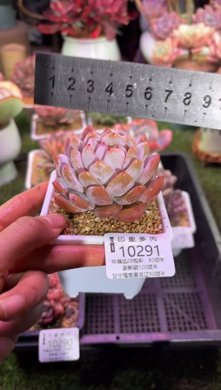 【闪购商品】10291