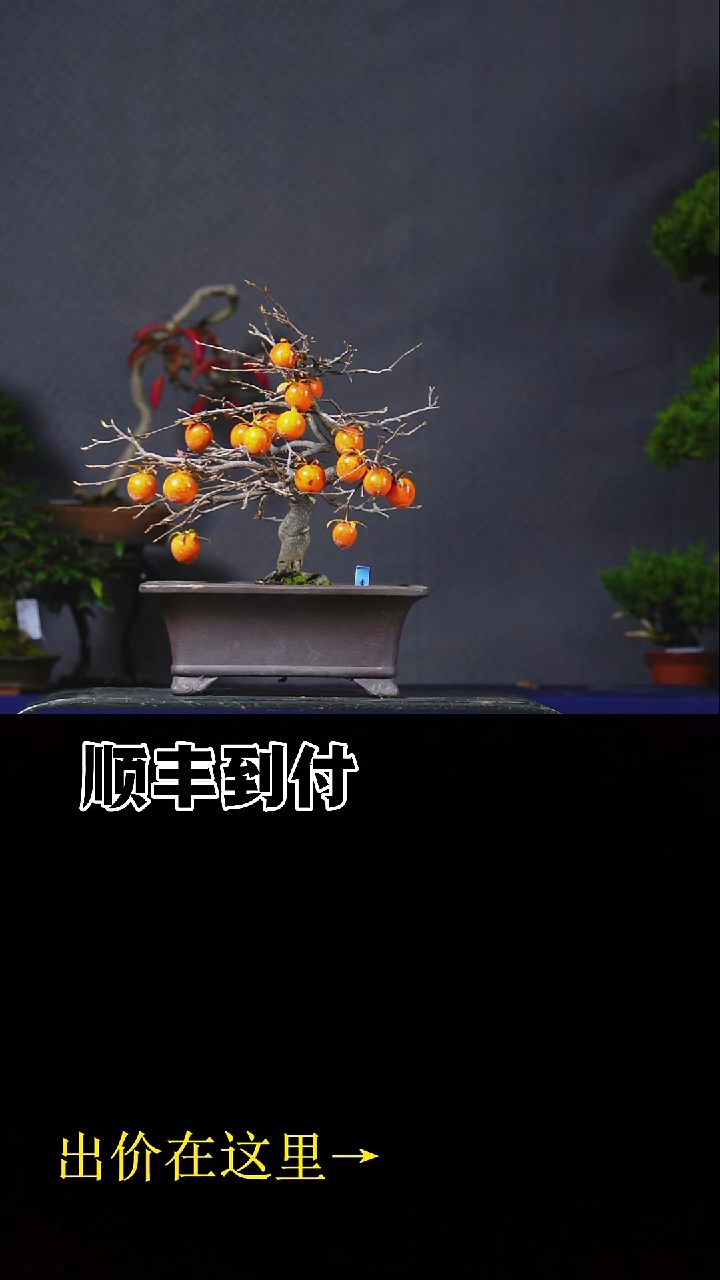 无花朵老鸦柿buaboyou