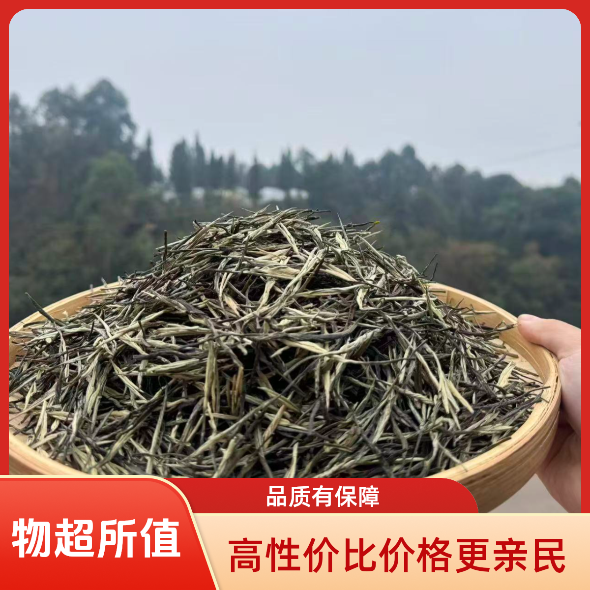 云南高山春尖绿茶香针鲜爽回甘支持试喝