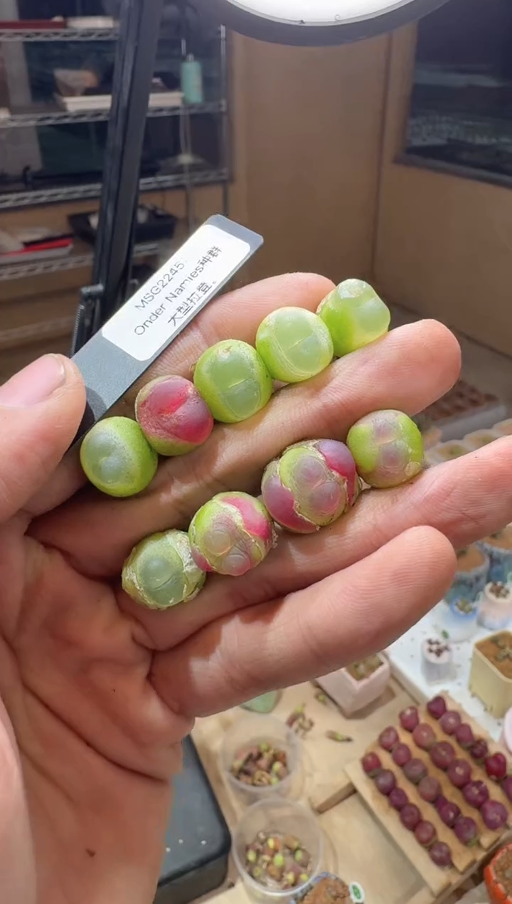 101多肉植物肉锥MSG2245拉登一颗