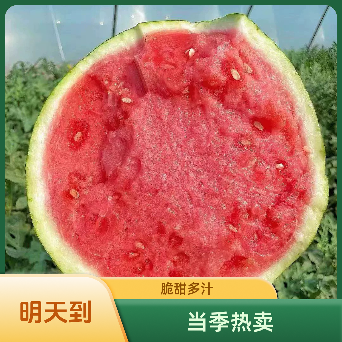 S【明天到】江苏8424西瓜麒麟瓜4-12斤江浙沪次日达西瓜同城送上海市