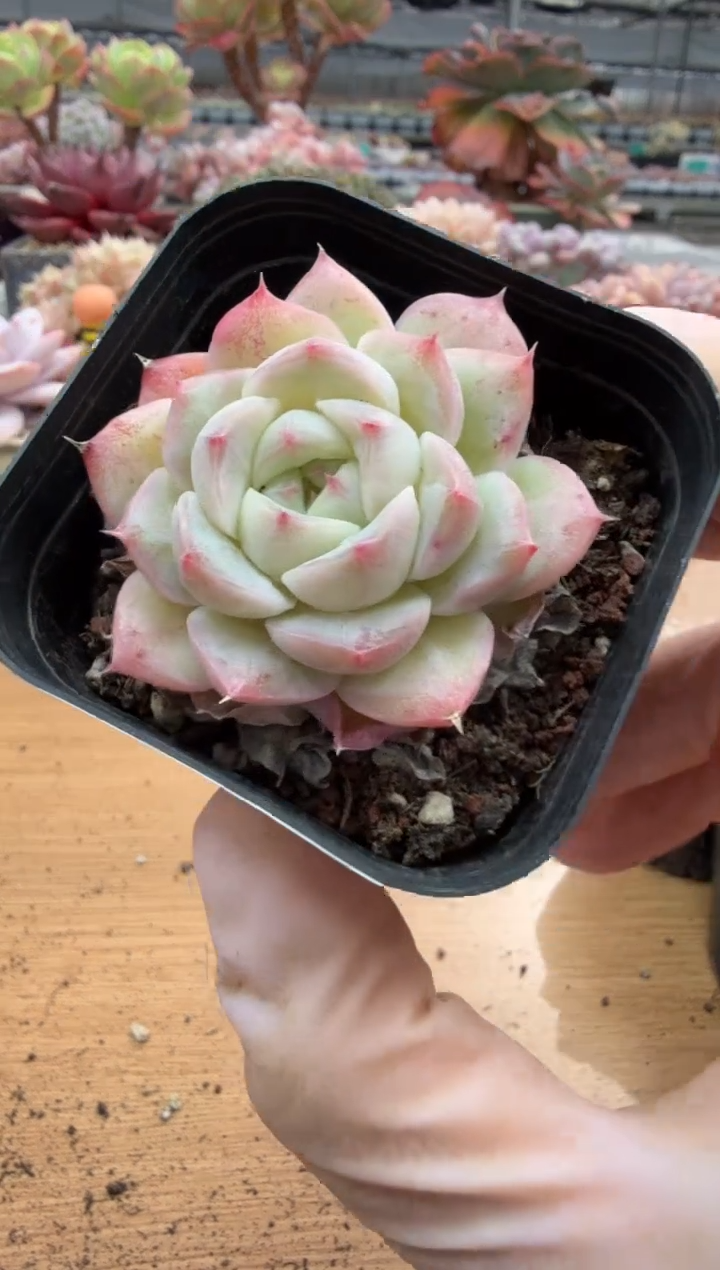 东云多肉园二店-109