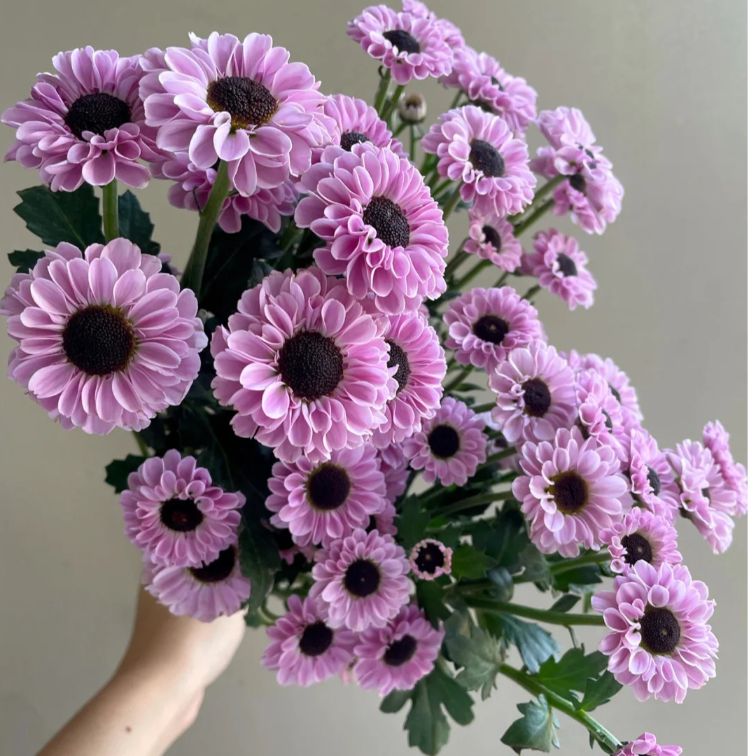 【今喜花舍】（草莓熊）小雏菊  一单顺丰冷链包邮