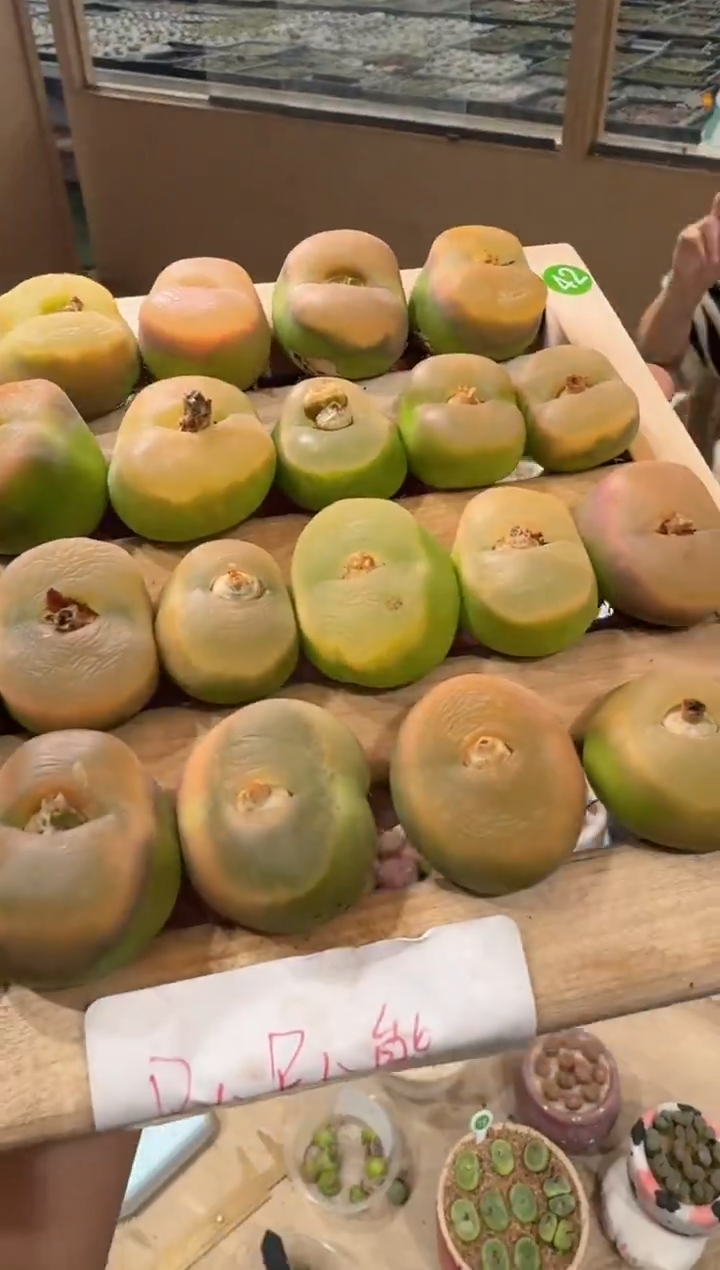 14多肉植物肉锥趴趴熊一颗