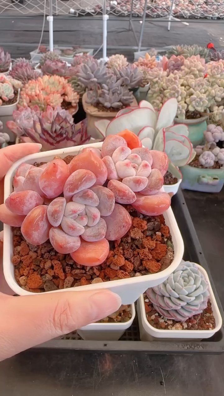 【闪购商品】6514奥橙