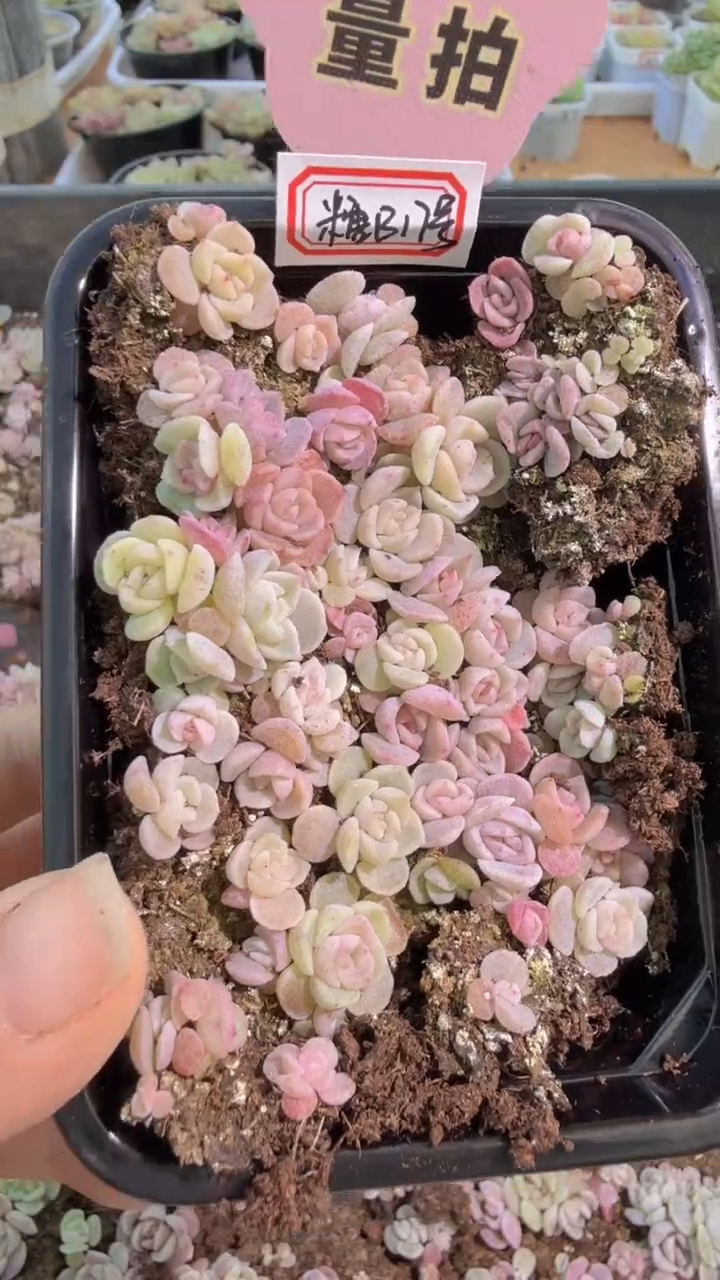 糖B17号切糕1盒 量拍多肉植物