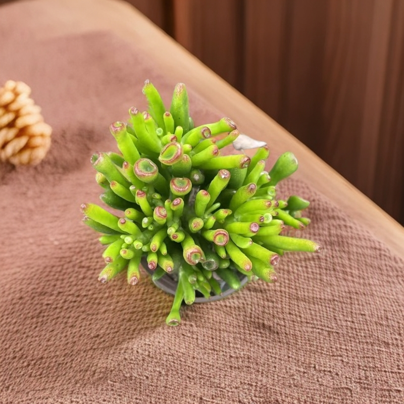 吸财树老桩多肉植物带土发货适合室内盆栽新手好养