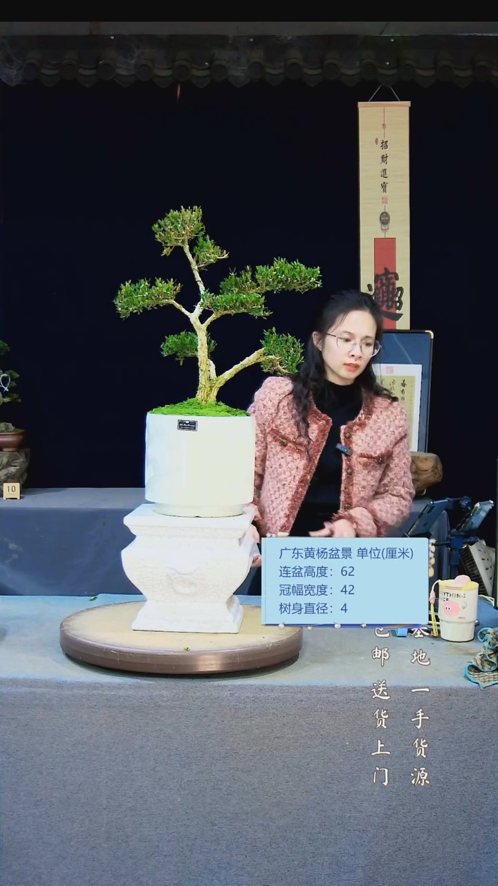 【闪购商品】雀舌黄杨盆景雀舌黄杨盆景