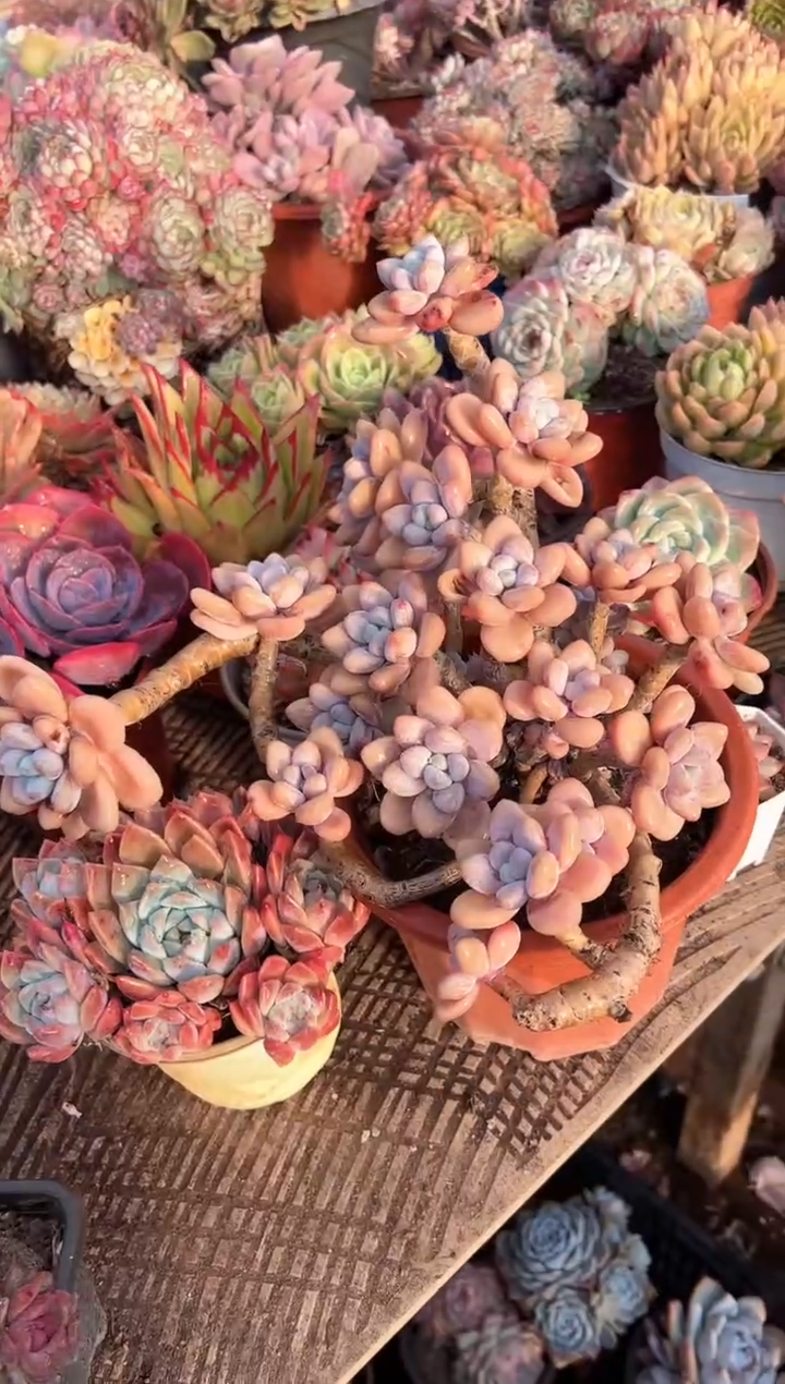 ?***夏多肉植物一物一拍05282