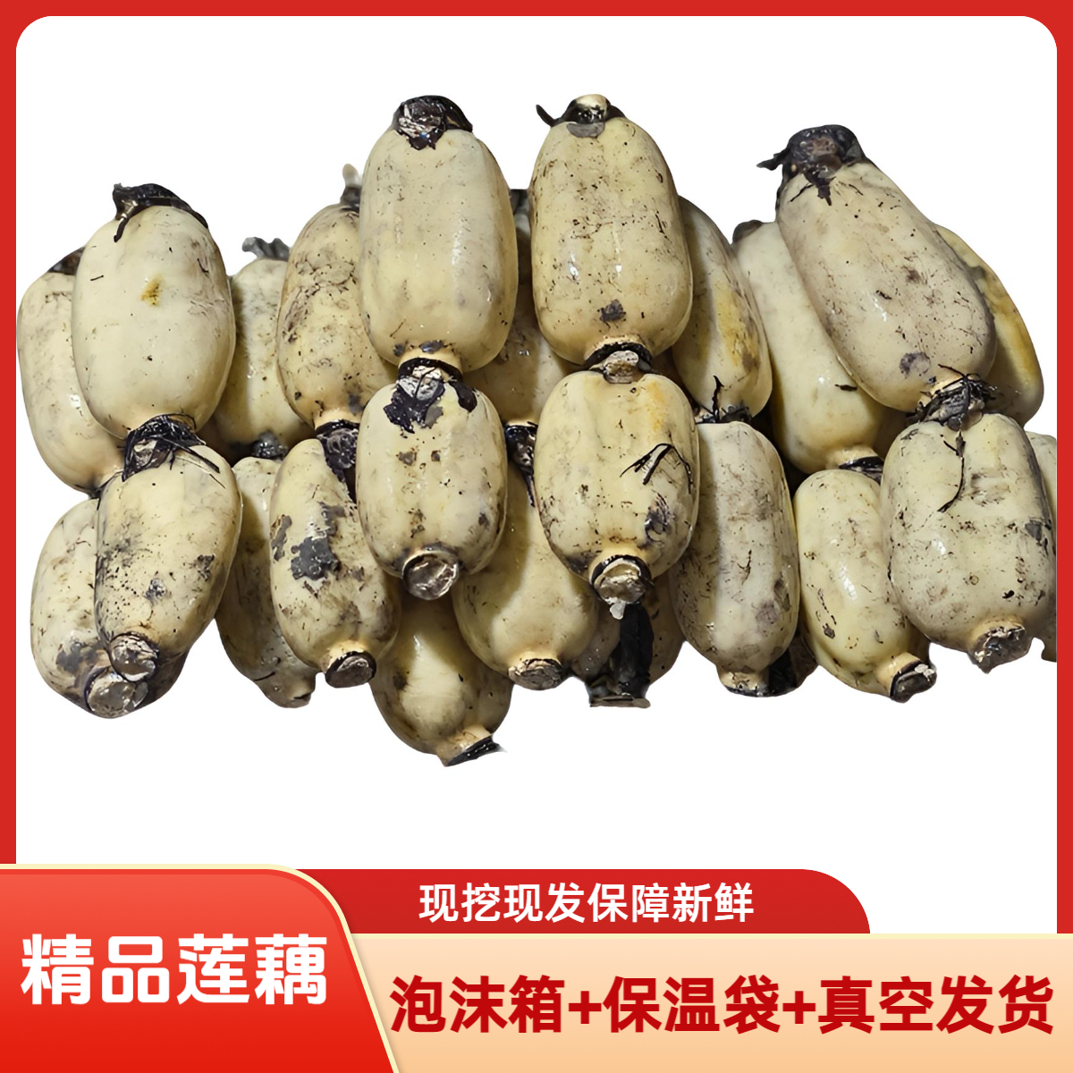 【精品莲藕】新鲜莲藕黄河三角洲特产九孔莲藕脆藕现挖现发真空包邮