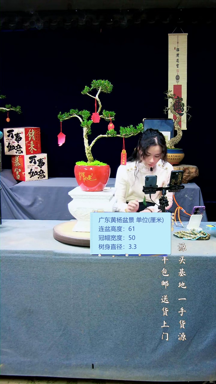 【闪购商品】黄杨盆景黄杨盆景