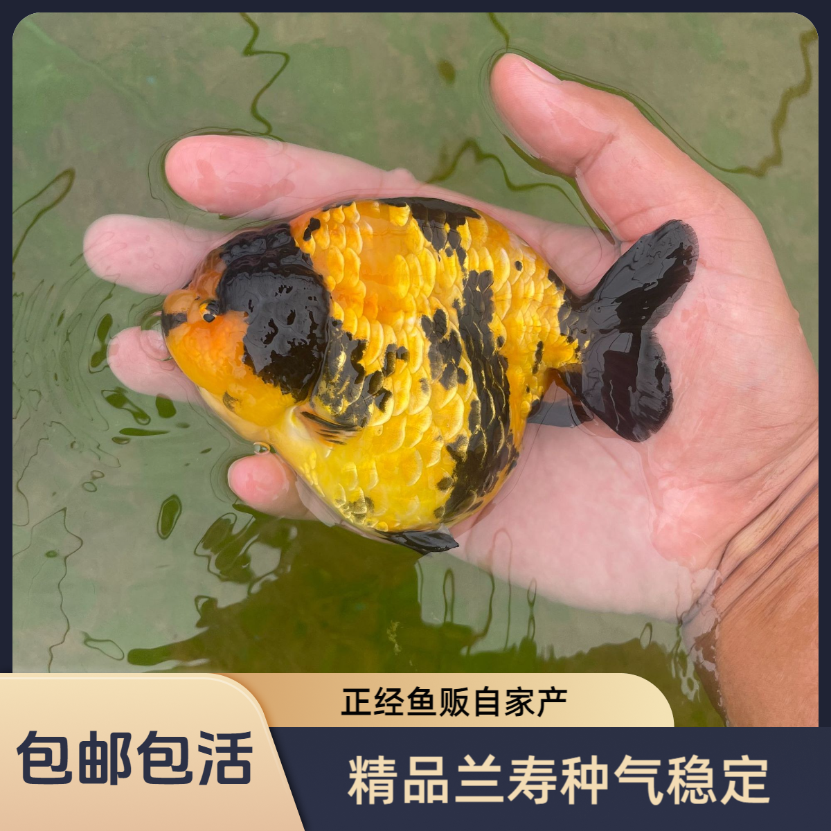 正经鱼贩 种气稳定 精品兰寿