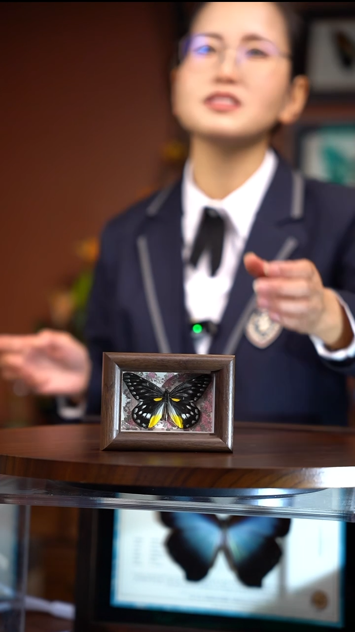 R75    艳妇班粉蝶