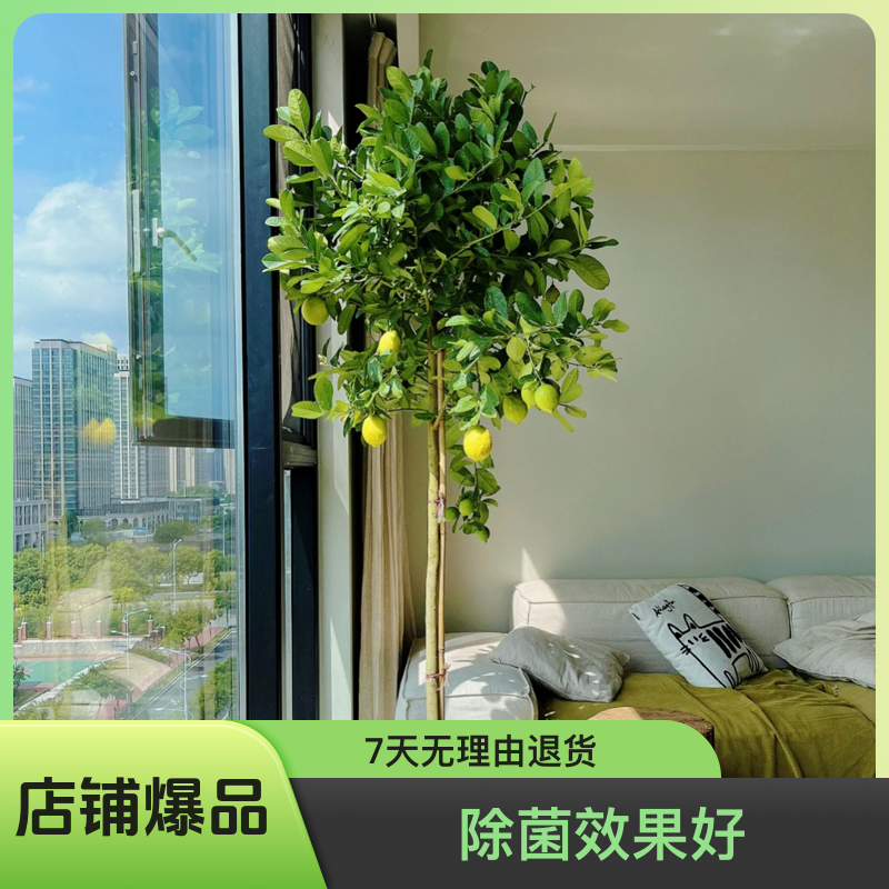 香水柠檬树绿植室内绿植盆栽盆栽适合客厅阳台室内四季种植绿植