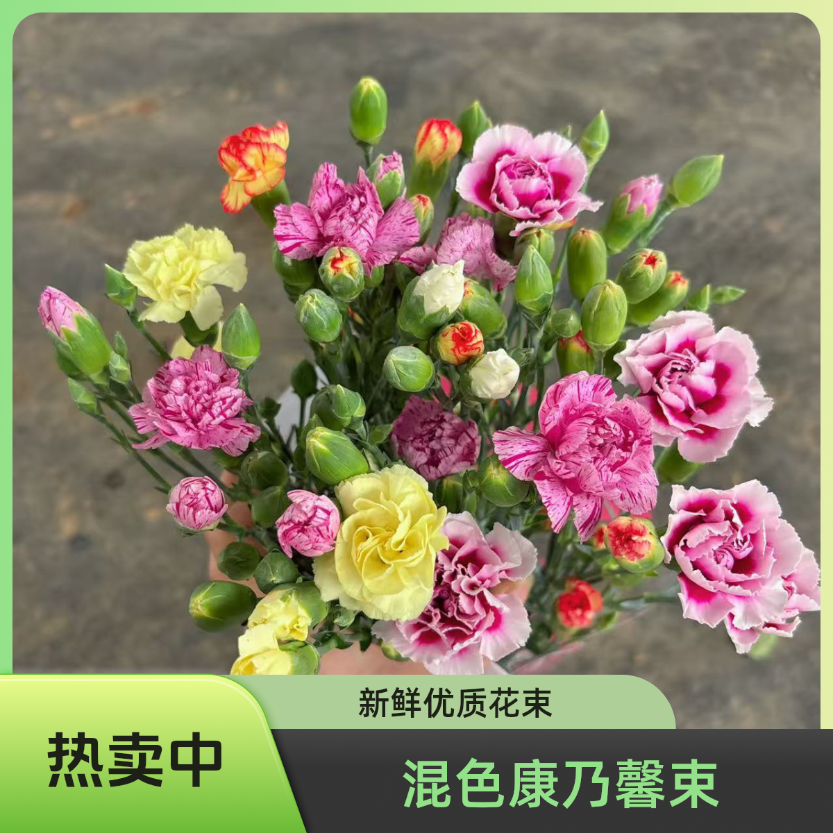 康乃馨混色多丁一单顺丰包邮家用鲜花花束云南云南昆明鲜花直发