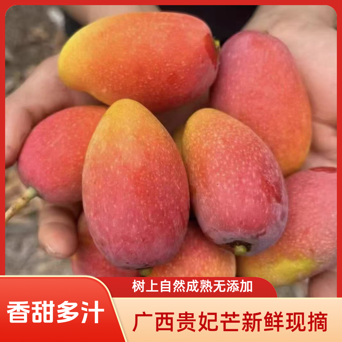 T广西贵妃芒10斤新鲜水果当季整箱时令应季热带红金龙树上熟甜心