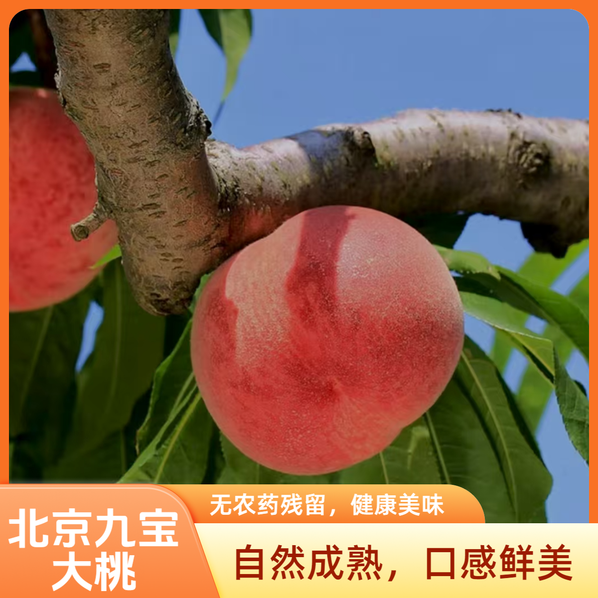 北京市九宝桃 水蜜桃 香甜可口 应季采摘 脆甜爽口 顺丰次日达北京市