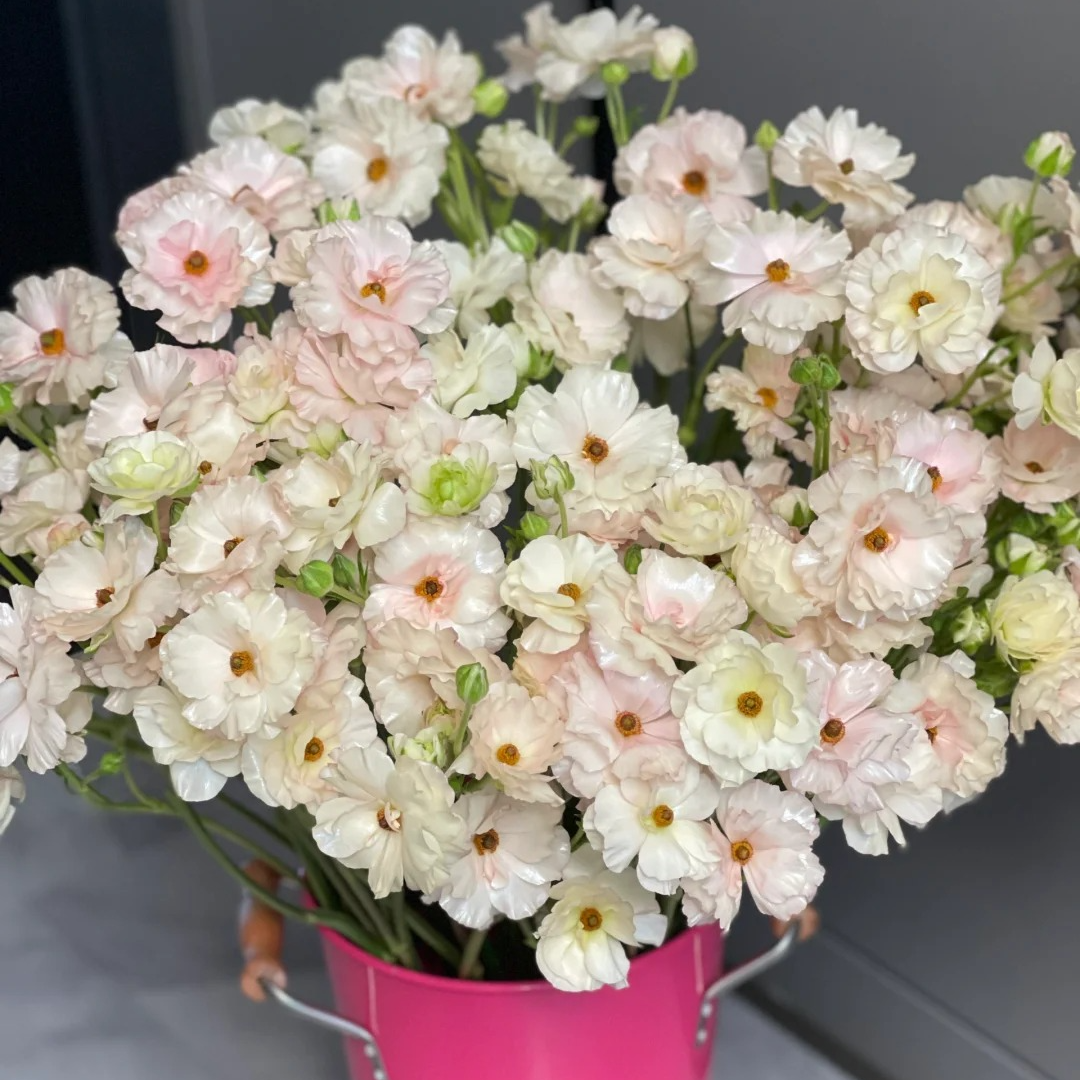 蝴蝶陆莲花（珠光粉香槟渐变）氛围感花材云南基地鲜花直发