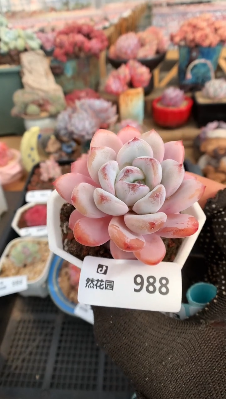 【闪购商品】988星星雪一物一拍