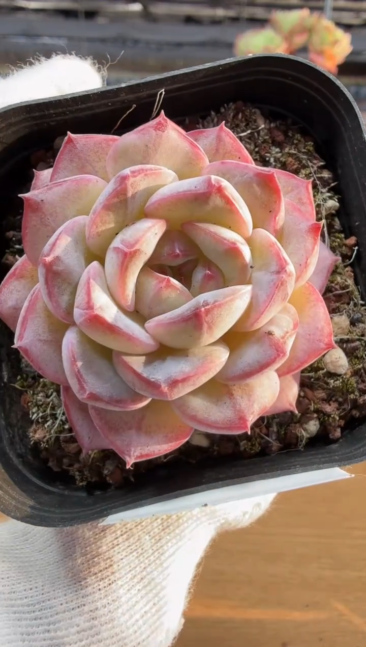 东云多肉园二店-264