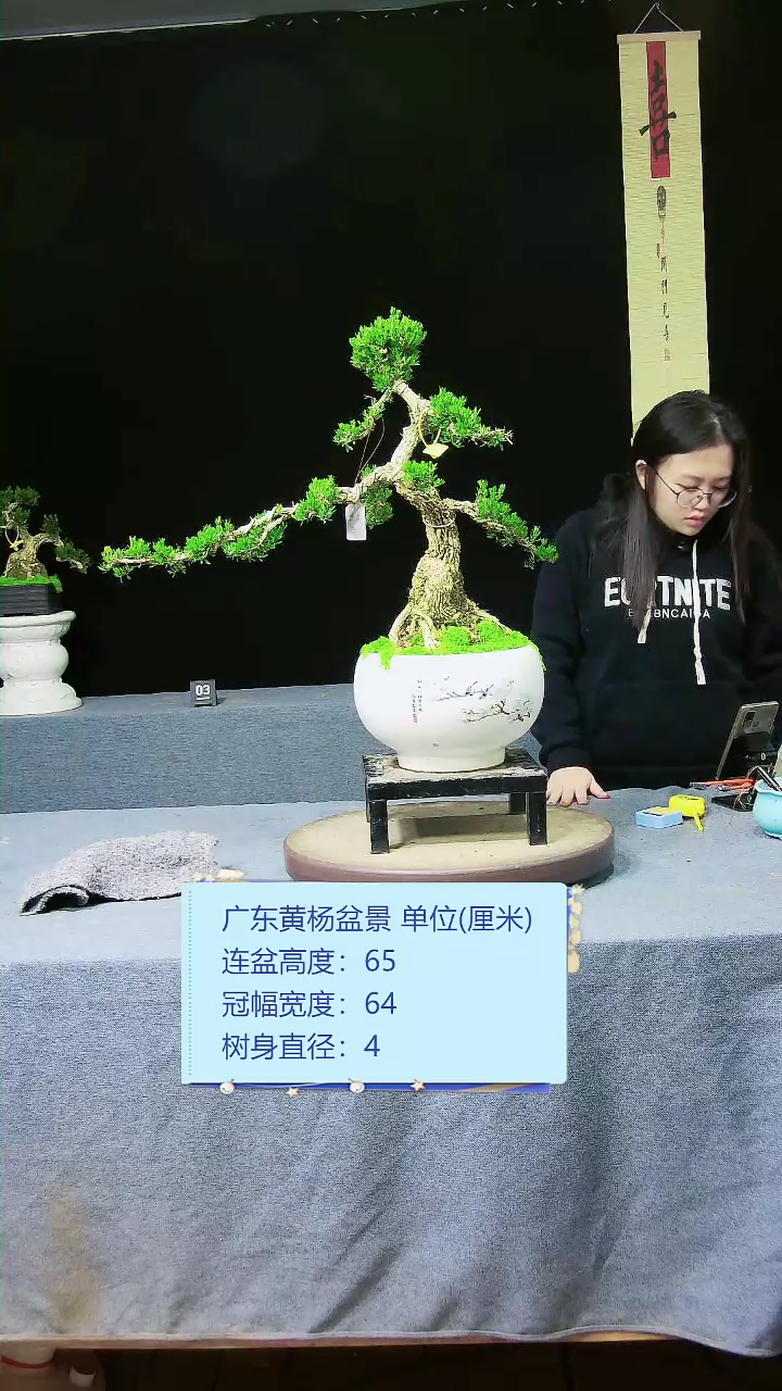 【闪购商品】黄杨盆景黄杨盆景