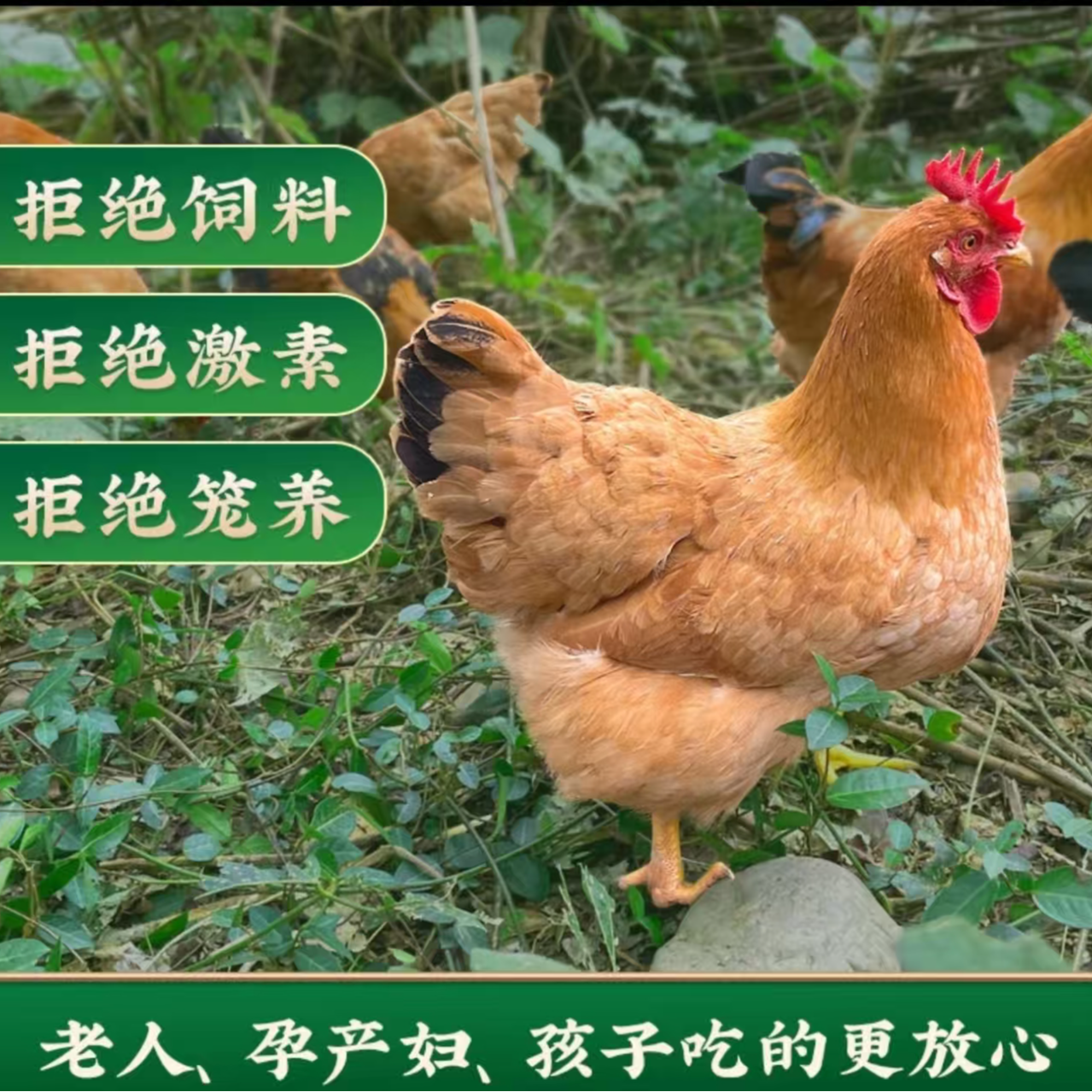 买3送1两年黄油老母鸡半净膛带鸡胗4只净重9-10斤 包冰率不含冰