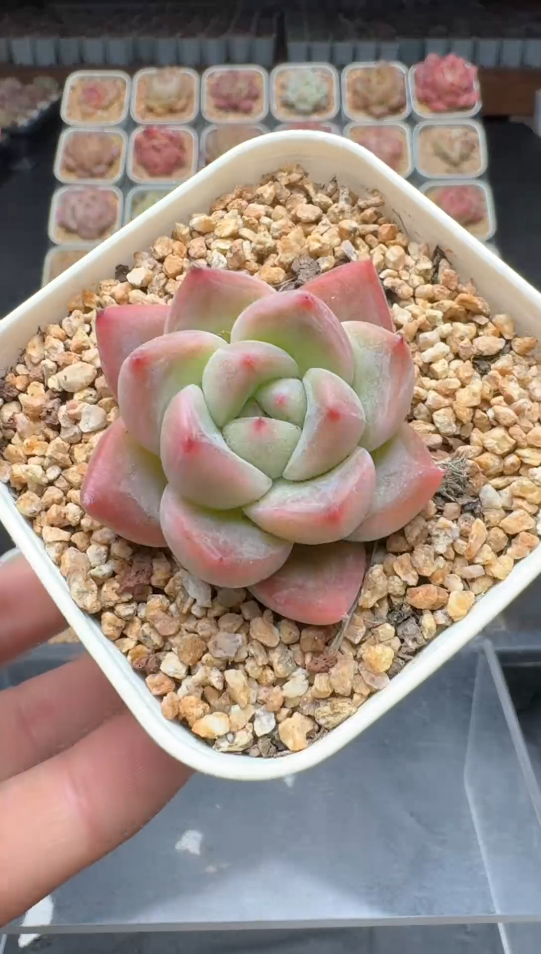 【闪购商品】3单包邮珍妮多肉一物一拍416