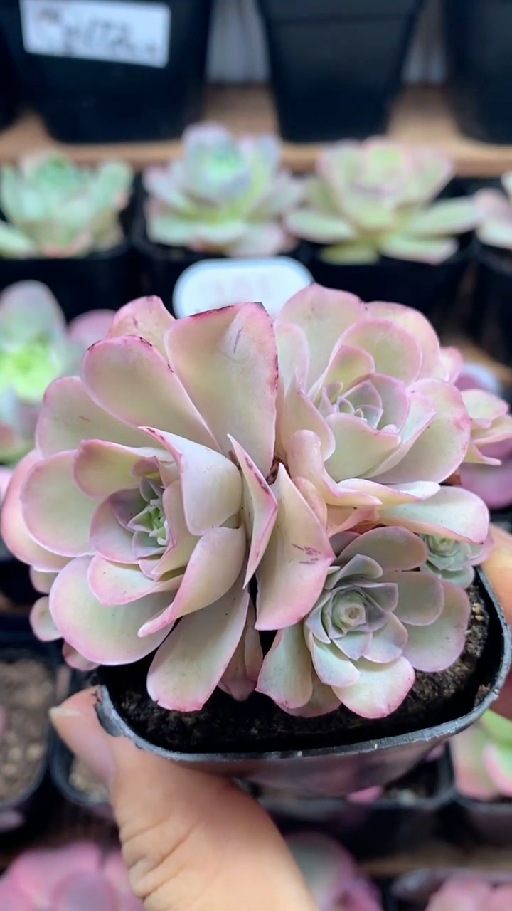 楹楹山地玫瑰/877