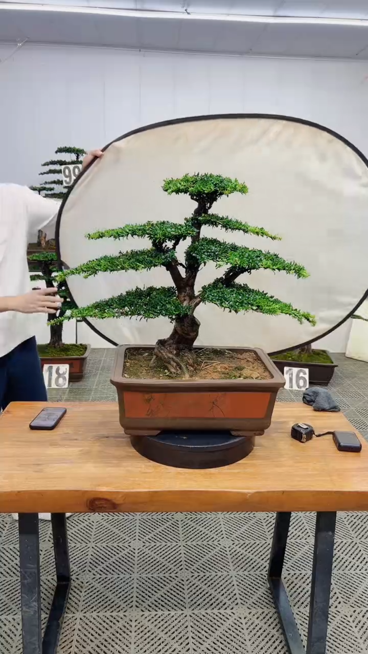 无花朵造型盆景一物一拍