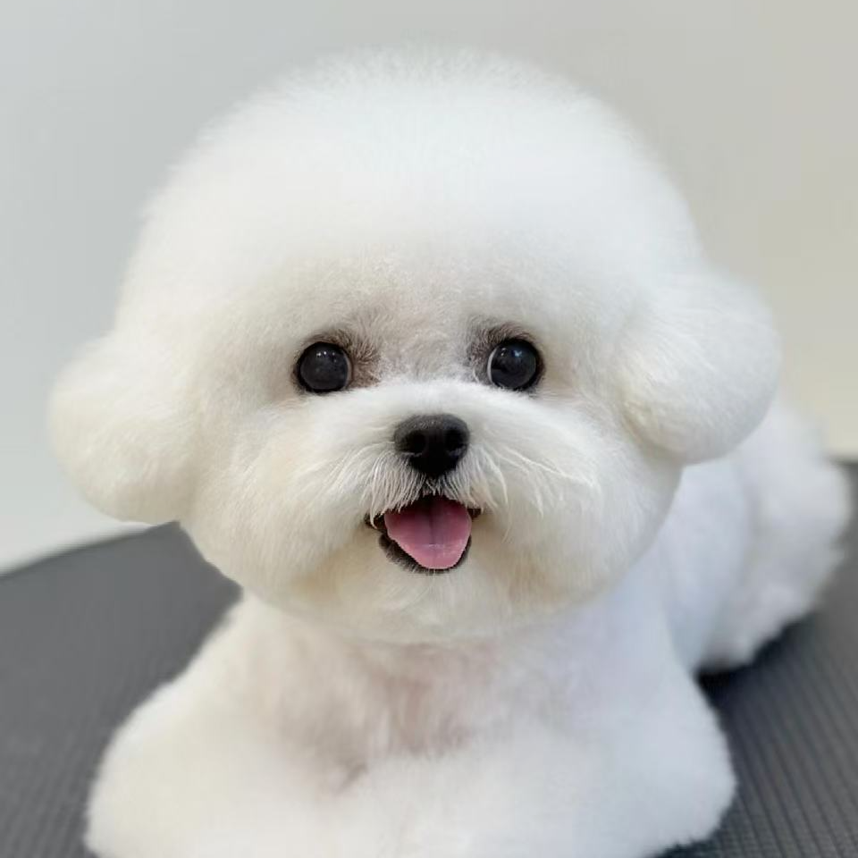 幼犬米奇耳飞耳卷毛小体活宠物狗