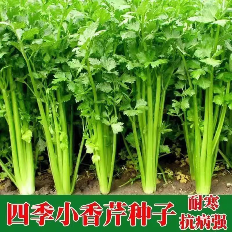 小芹菜小香芹江西农户西瓜盆栽芹菜土芹菜自种西瓜盆栽蔬菜菜籽