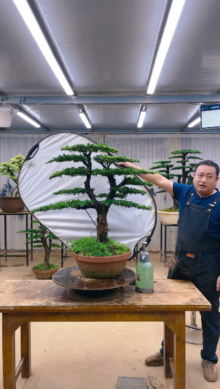 无花朵精品盆景  一物一拍