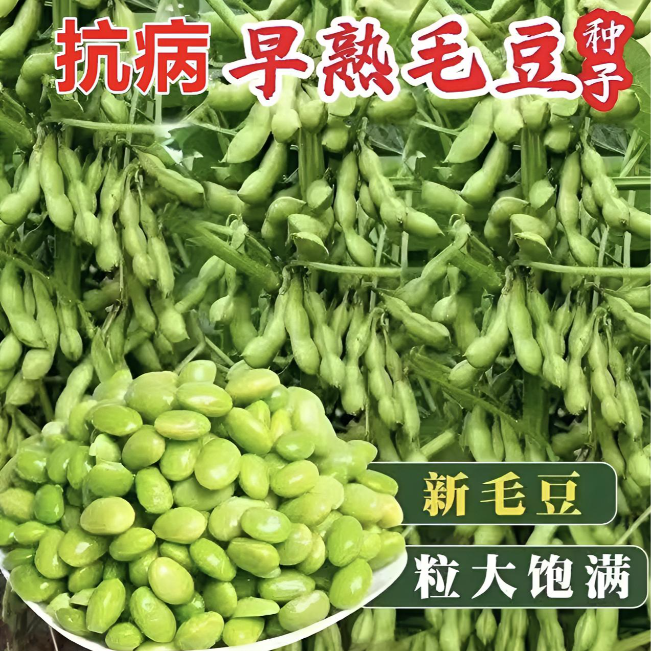【早熟矮生毛豆种子】高产大粒毛豆种子软糯清香耐热毛豆种子商品图
