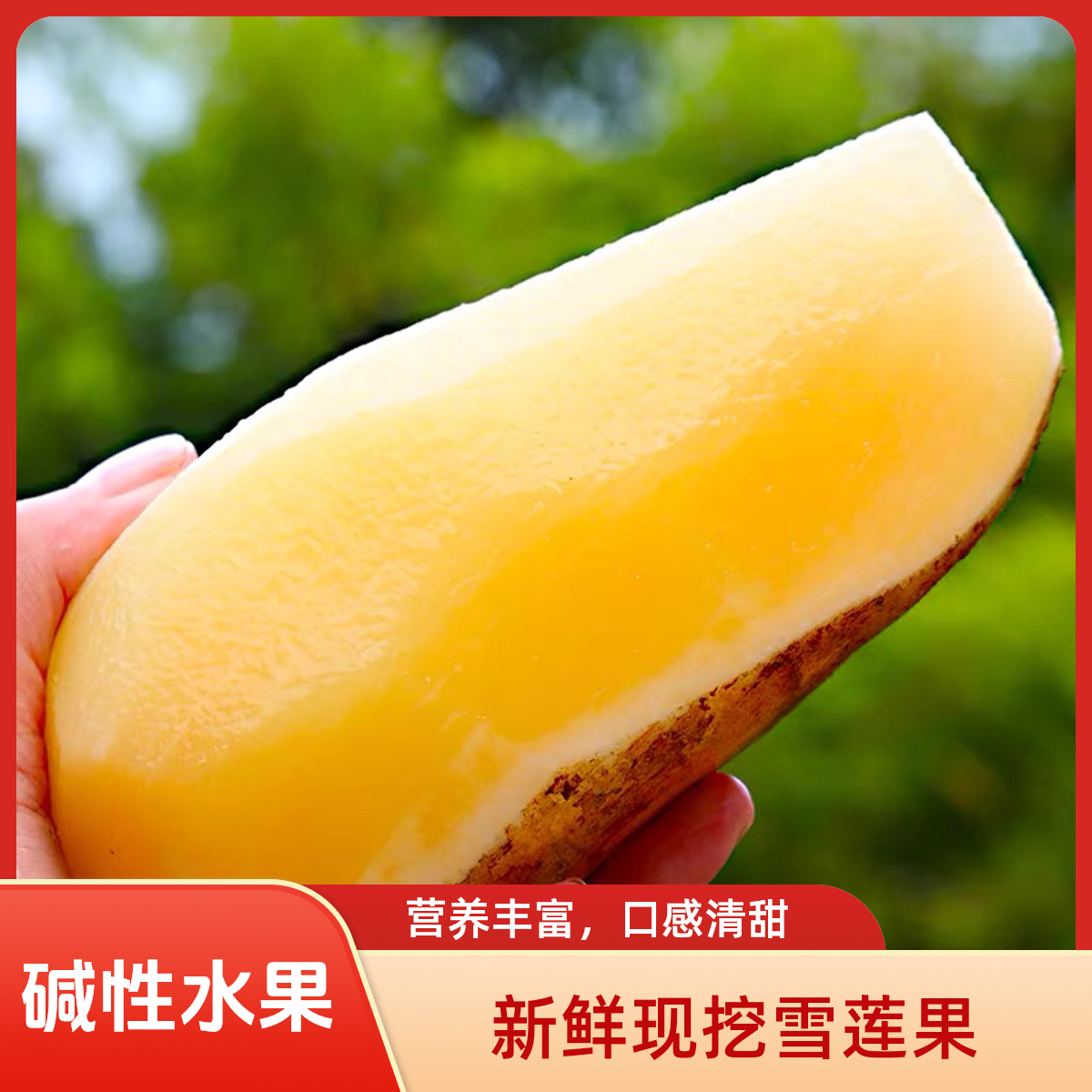 【礼品级精品】10斤云南高原山红泥沙雪莲果新鲜黄心碱性低糖水果