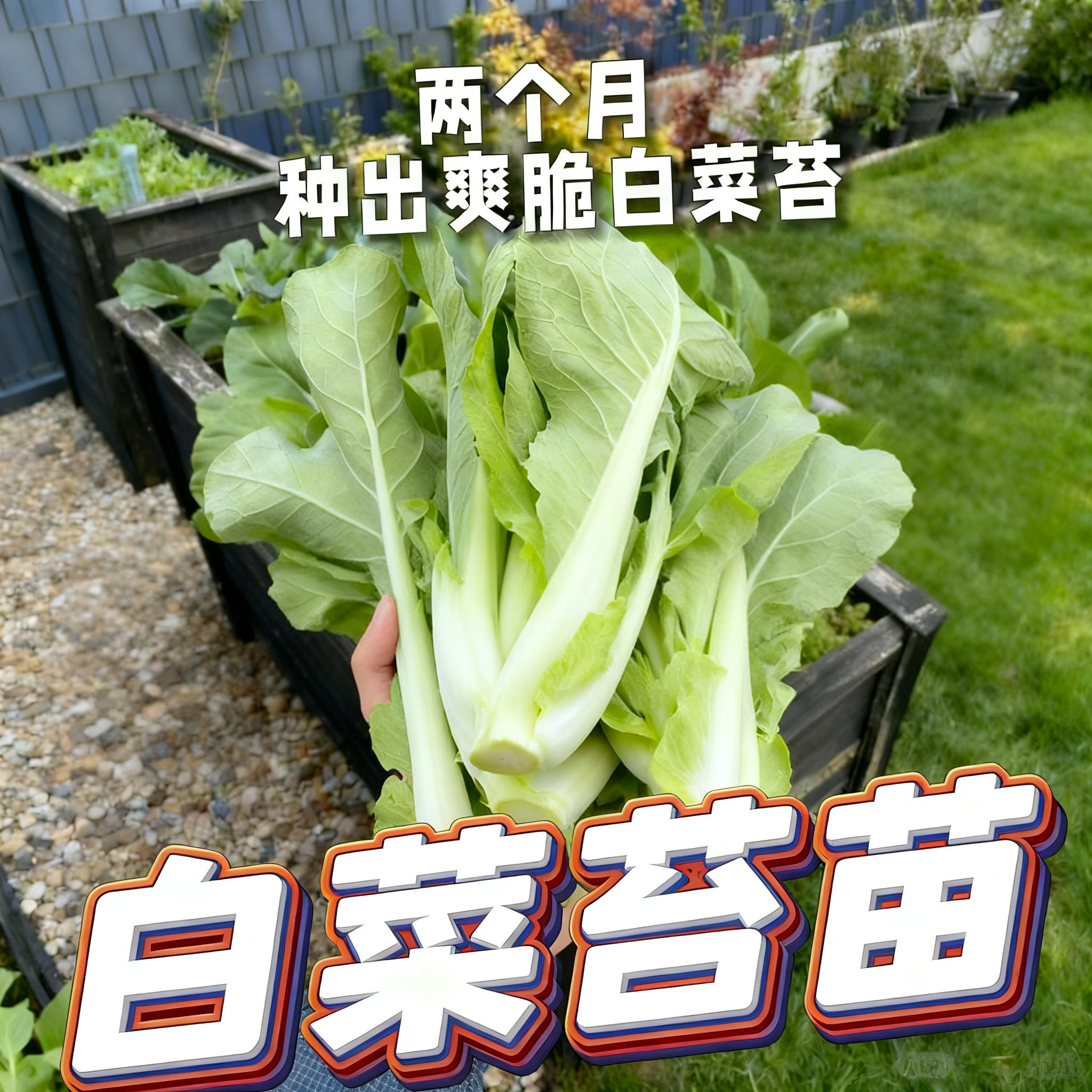 白菜苔苗秧苗奶油高产早熟耐热速生四季白菜苔种子大全种植种籽孑