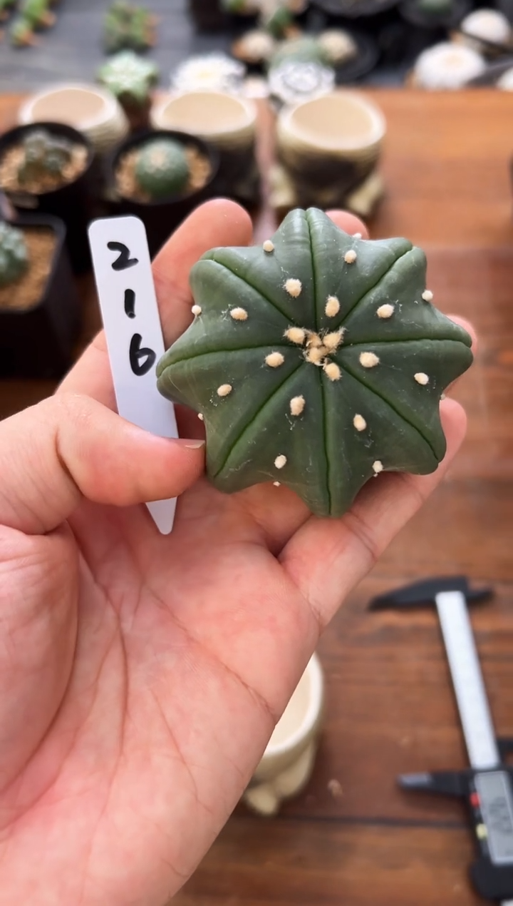 指纹海星冠幅6.8不含盆土实生编码216