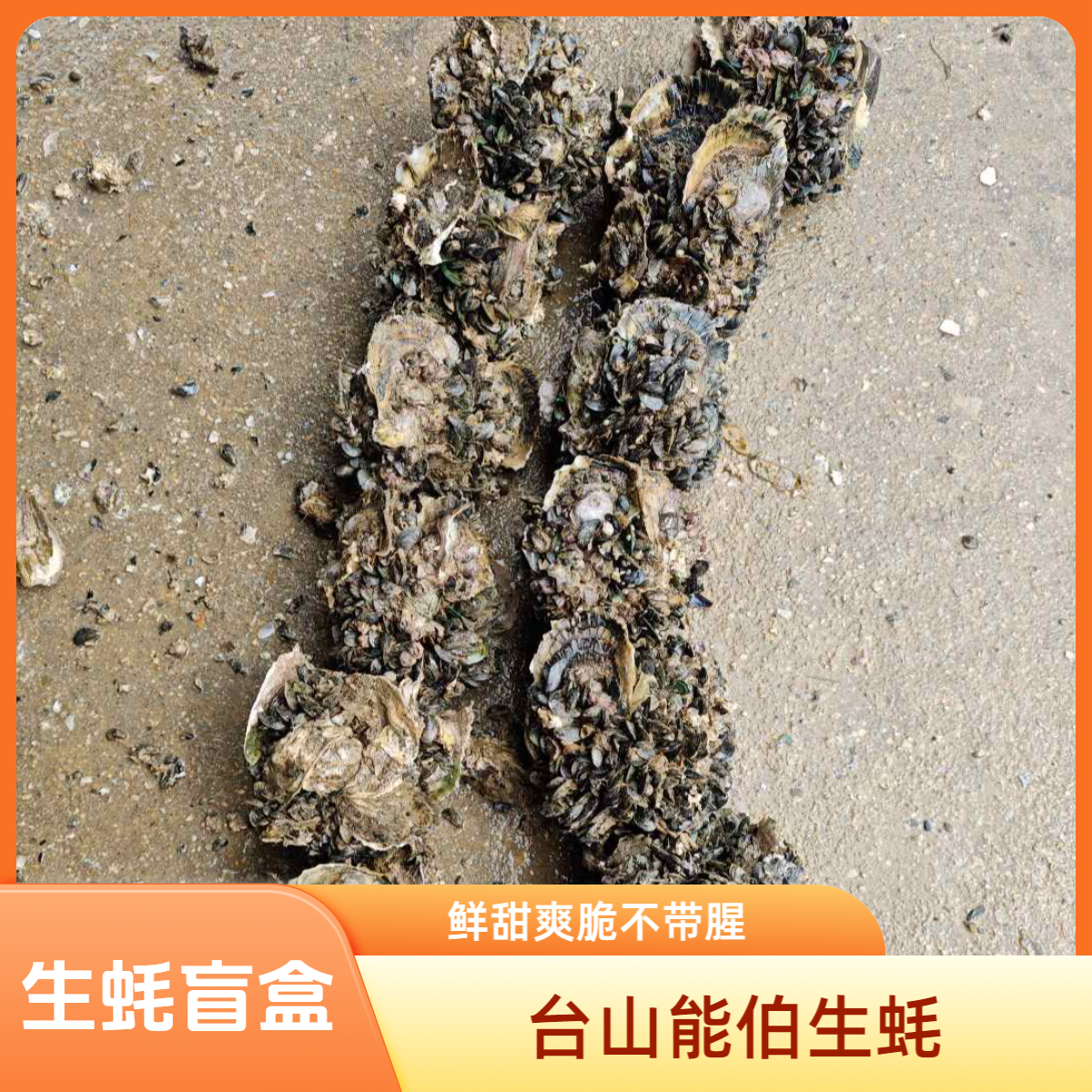 生蚝盲盒两串【直播间专属】