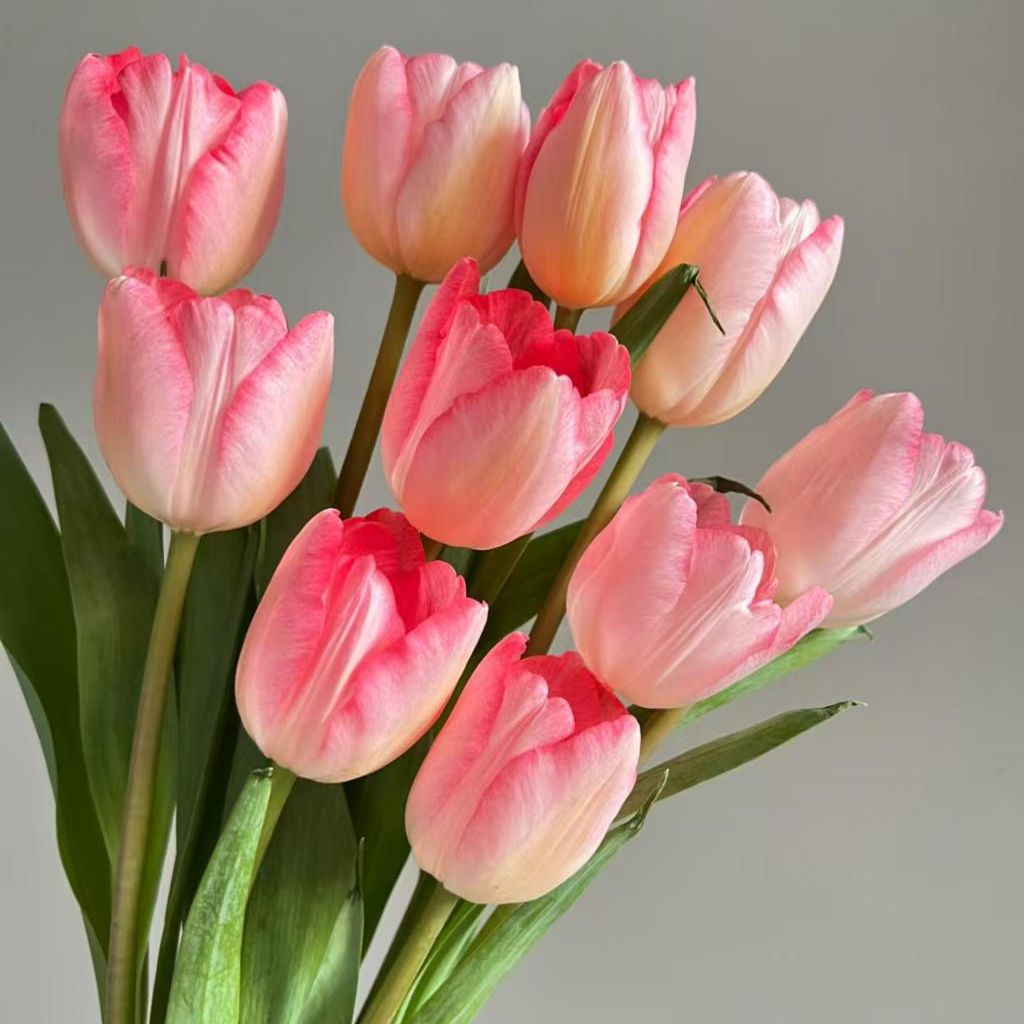 【狂人诗】郁金香中的香奈儿国产鲜切花凌源鲜花需要家里永恒的爱