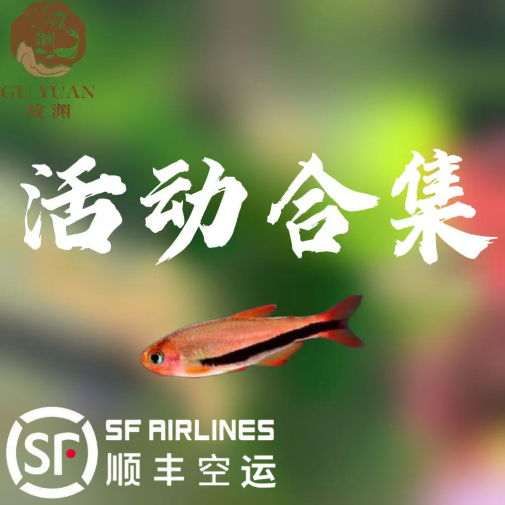 活动合集 高端灯科鱼【顺丰空运包邮包损】