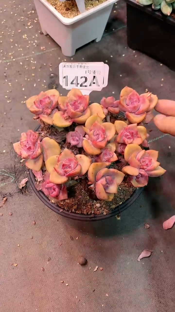 【闪购商品】142AAA