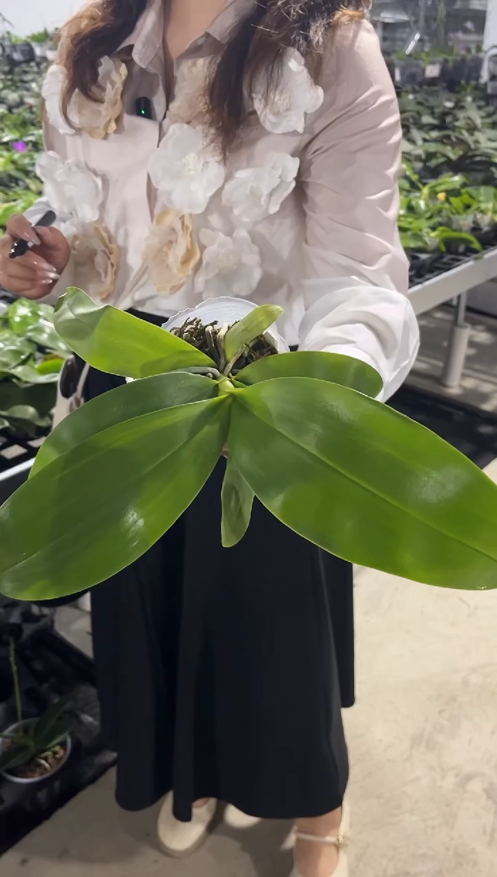 当前无花栽培后可以开花小*朵印地狗