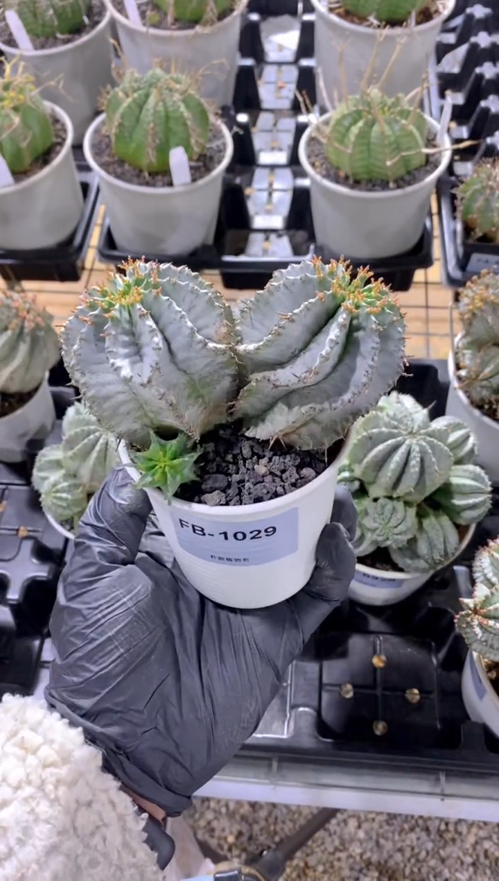 【闪购商品】魁伟玉FB-1029