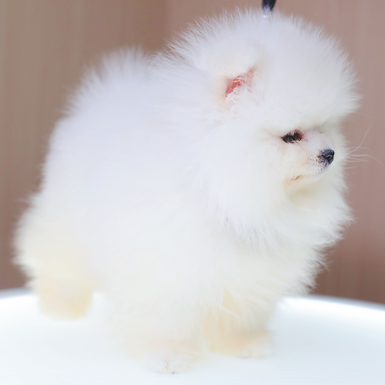 纯白色博美犬宠物狗